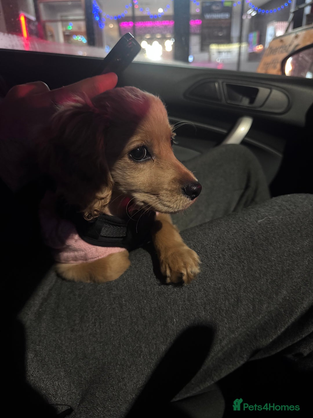 Cockapoo dogs for sale: Cockapoo Puppy Girl - Advert 14