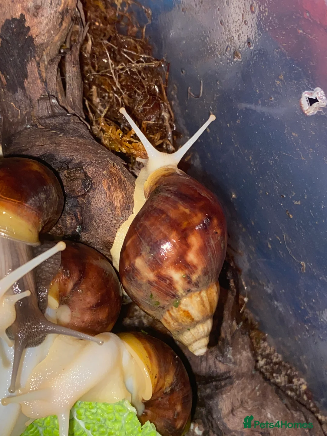 Snails invertebrates for sale: Giant African land snails  - Advert 10