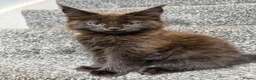 Maine Coon cats for sale: STUNNING MAINE COON KITTENS in Birmingham - Advert 4