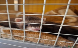Ferret rodents for sale: 2 ferrets, 1 male albino and 1 female micro - Image 3
