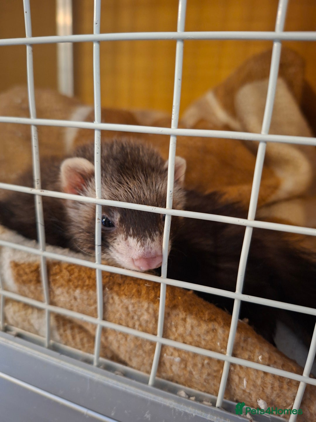 Ferret rodents for sale: 2 ferrets, 1 male albino and 1 female micro - Image 3
