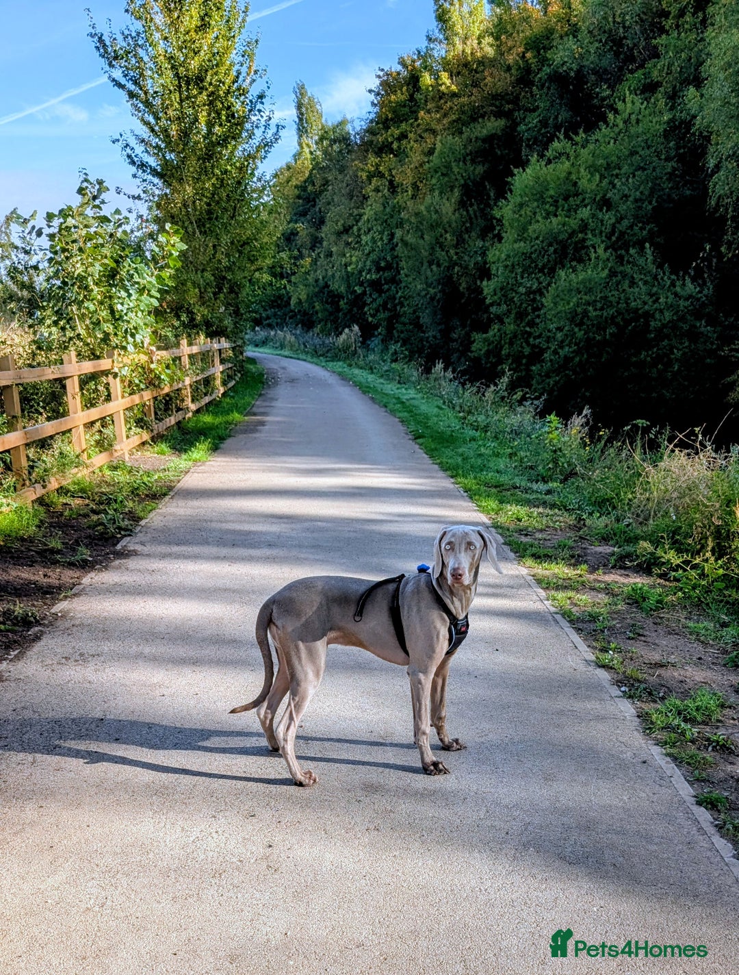 Weimaraner dogs for sale: Young Male Weimaraner  - Advert 5