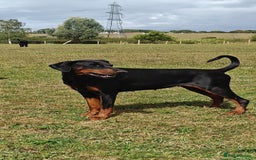 Dobermann dogs for sale: Albert and Alice - Image 4
