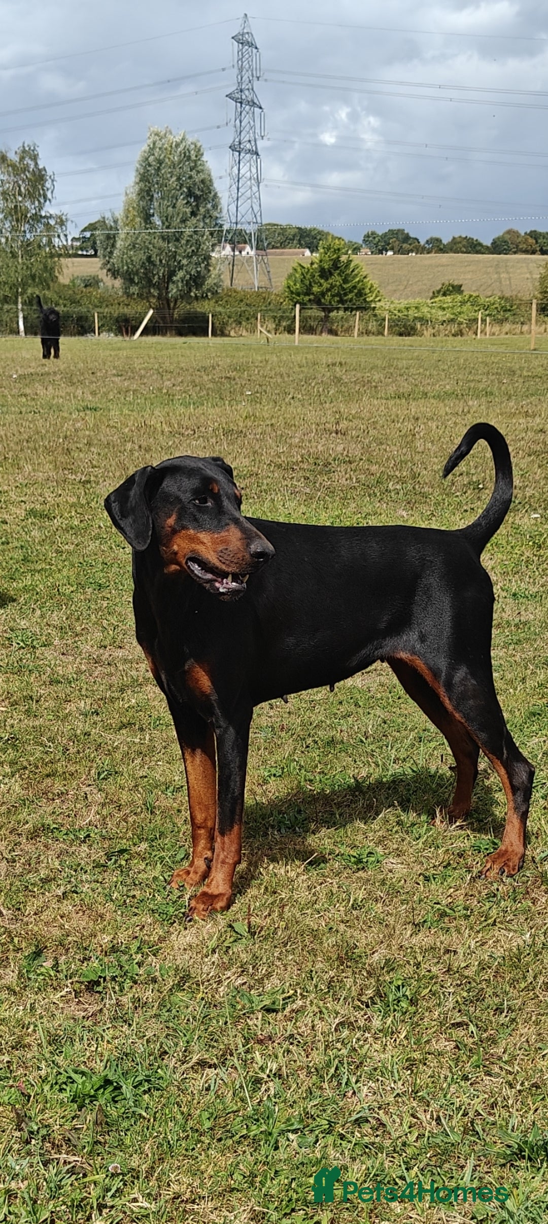 Dobermann dogs for sale: Albert and Alice - Image 4