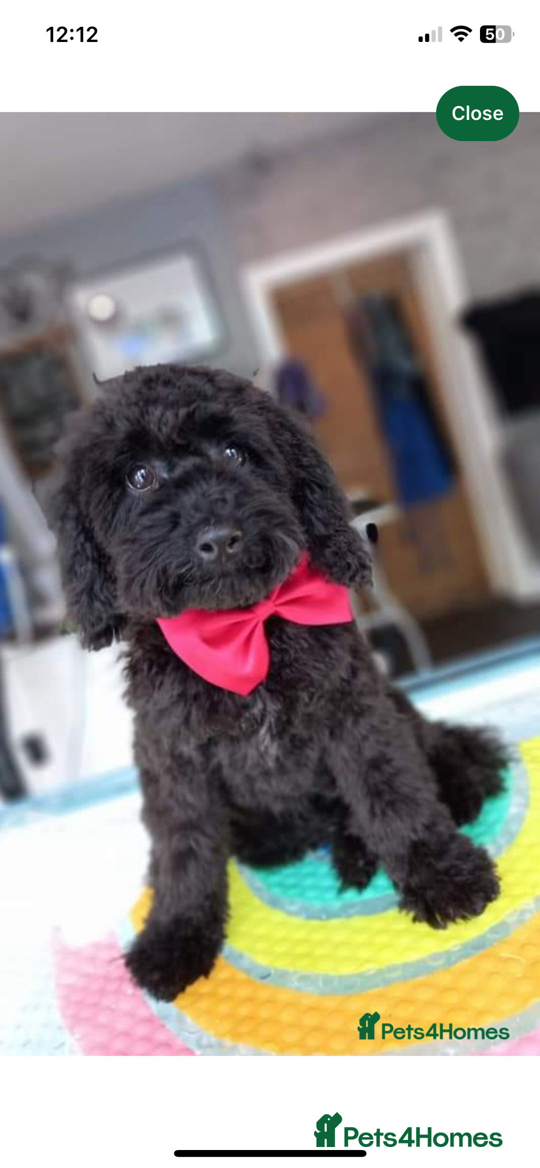 Doxiepoo dogs for sale: Stunning Doxipoo puppies  - Advert 7