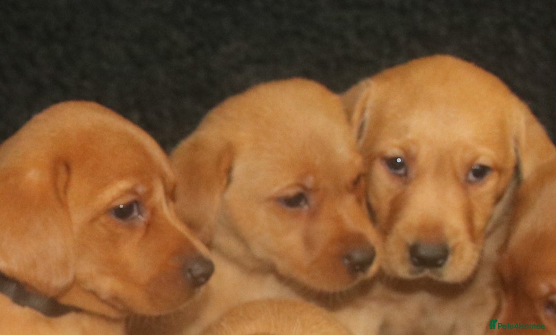 Labrador Retriever dogs for sale: Red Fox Labs : Health Checked-KC Reg-FTCH Pedigree - Image 5