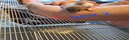 Rat rodents for sale: Baby male and female dumbos and rex rats  - Advert 11