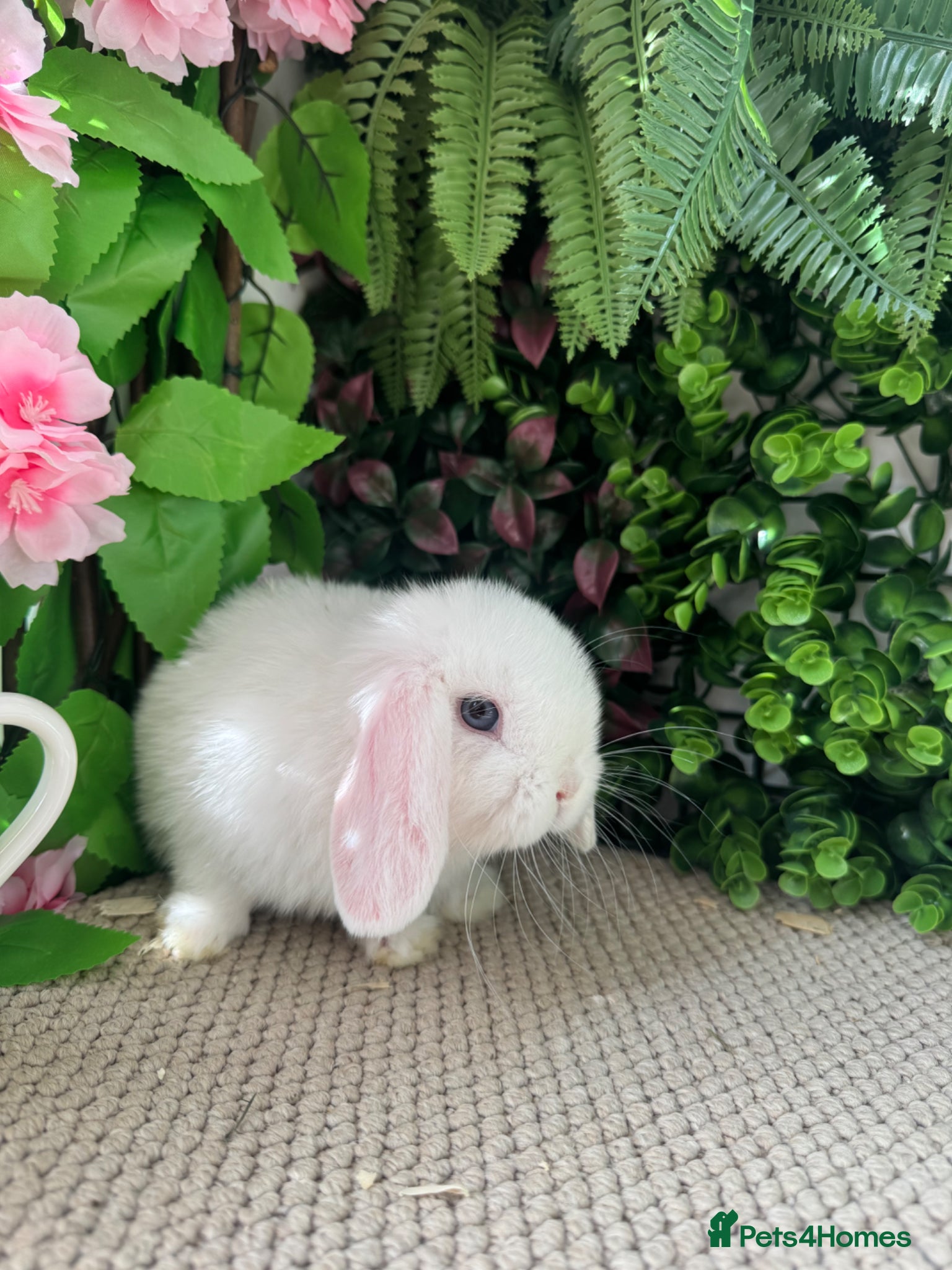 Mini Lop rabbits 🐰Pure bred BEE mini lops🐰 - Advert 2
