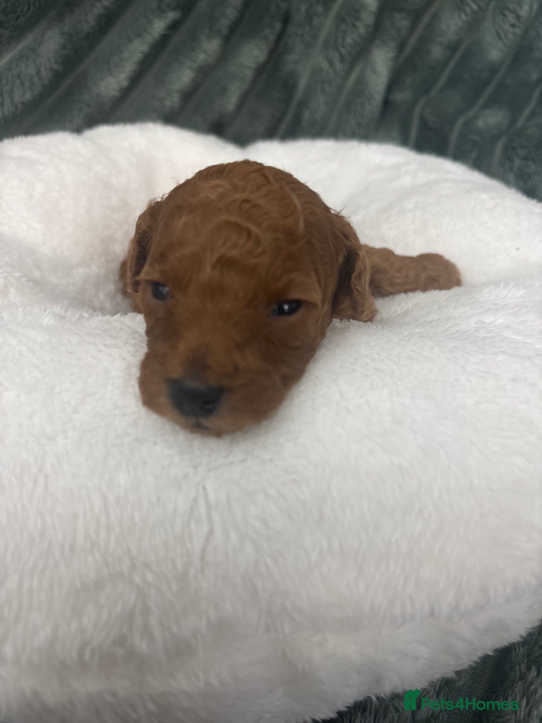 Toy Poodle dogs for sale: Kc reg Dna Tested Toy Poodle Puppies  - Advert 4