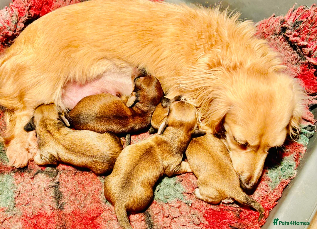 Miniature Dachshund dogs for sale: Dachshund miniature longhaired - Advert 14