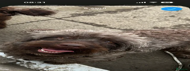 Koko