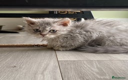 Selkirk Rex cats for sale: Beautiful selkirkrex babies - Image 16