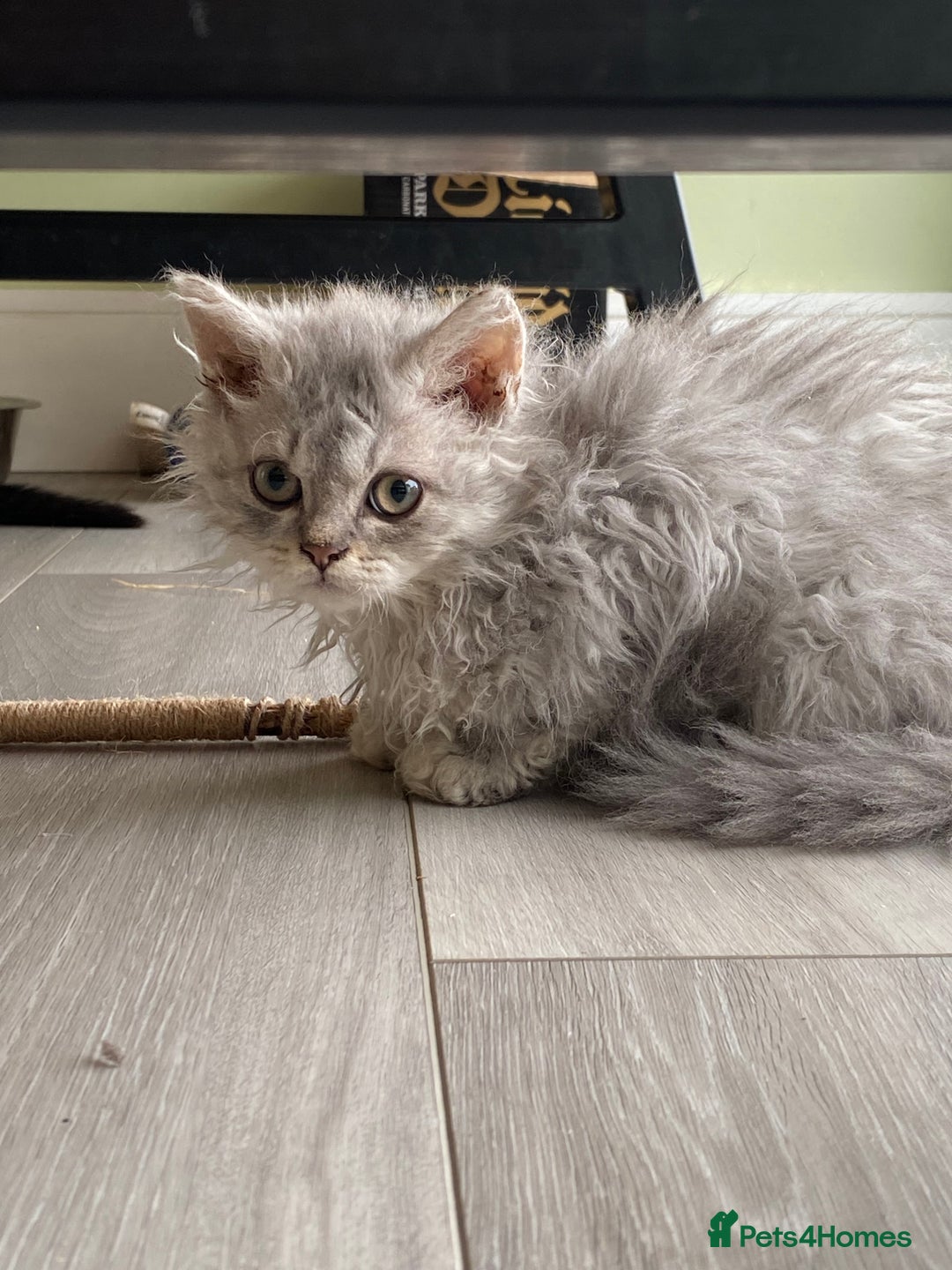 Selkirk Rex cats for sale: Beautiful selkirkrex babies - Image 16
