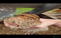 Quail poultry for sale: Northern bobwhite quail chicks ready in 2 weeks  - Image 3