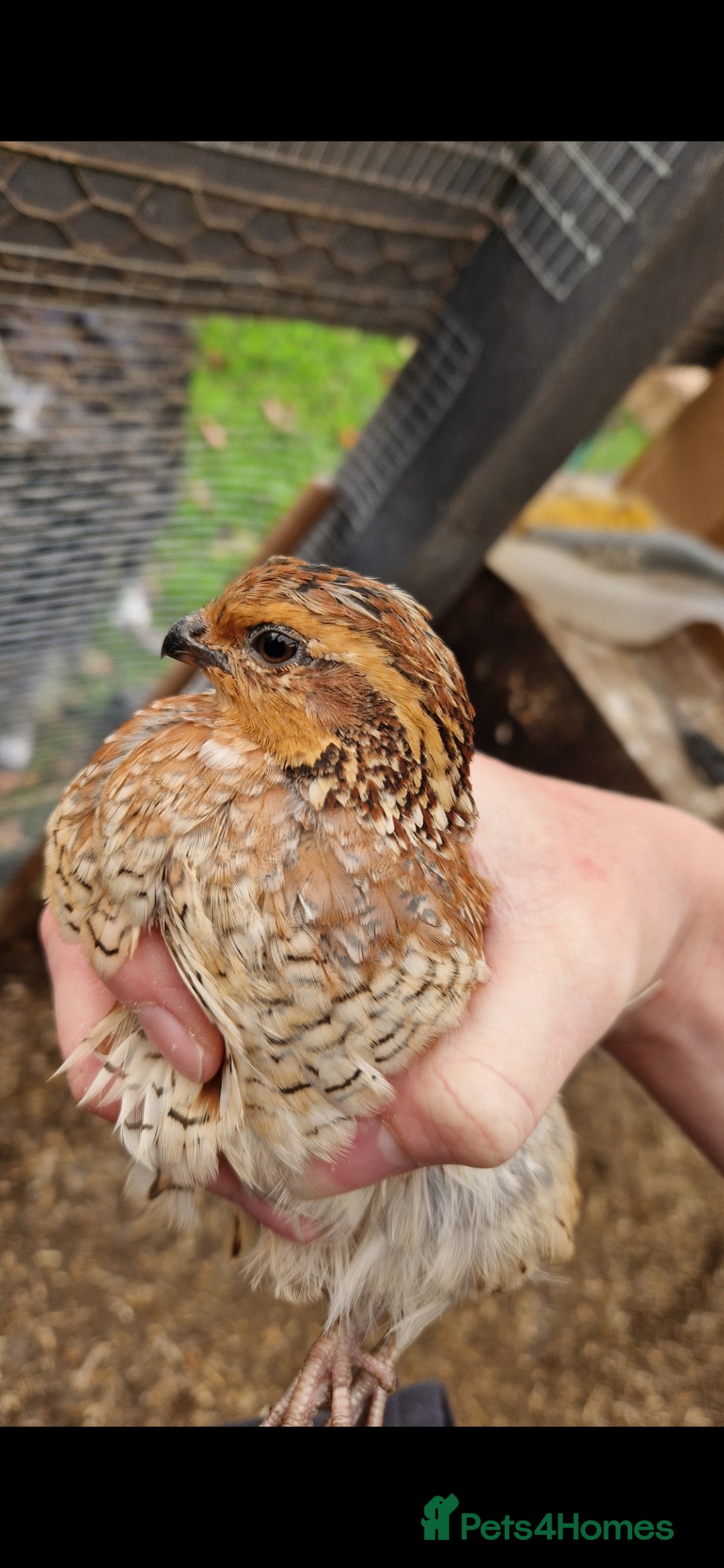 Quail poultry for sale: Northern bobwhite quail chicks ready in 2 weeks  - Image 3