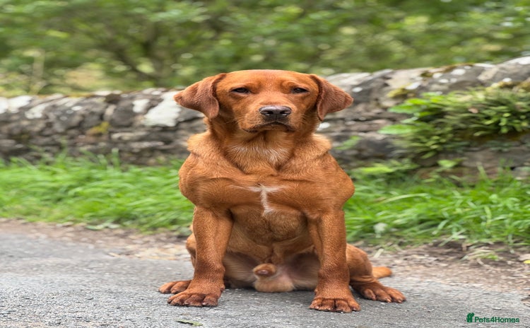 Labrador Retriever dogs in Hawes - Advert 1
