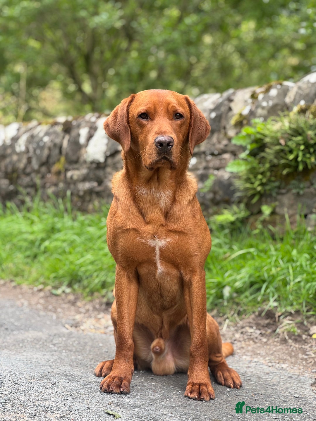 Labrador Retriever dogs for stud: ✨PROVEN FULLY HEALTH TESTED WORKING RED LABRADOR✨ in Hawes - Advert 1