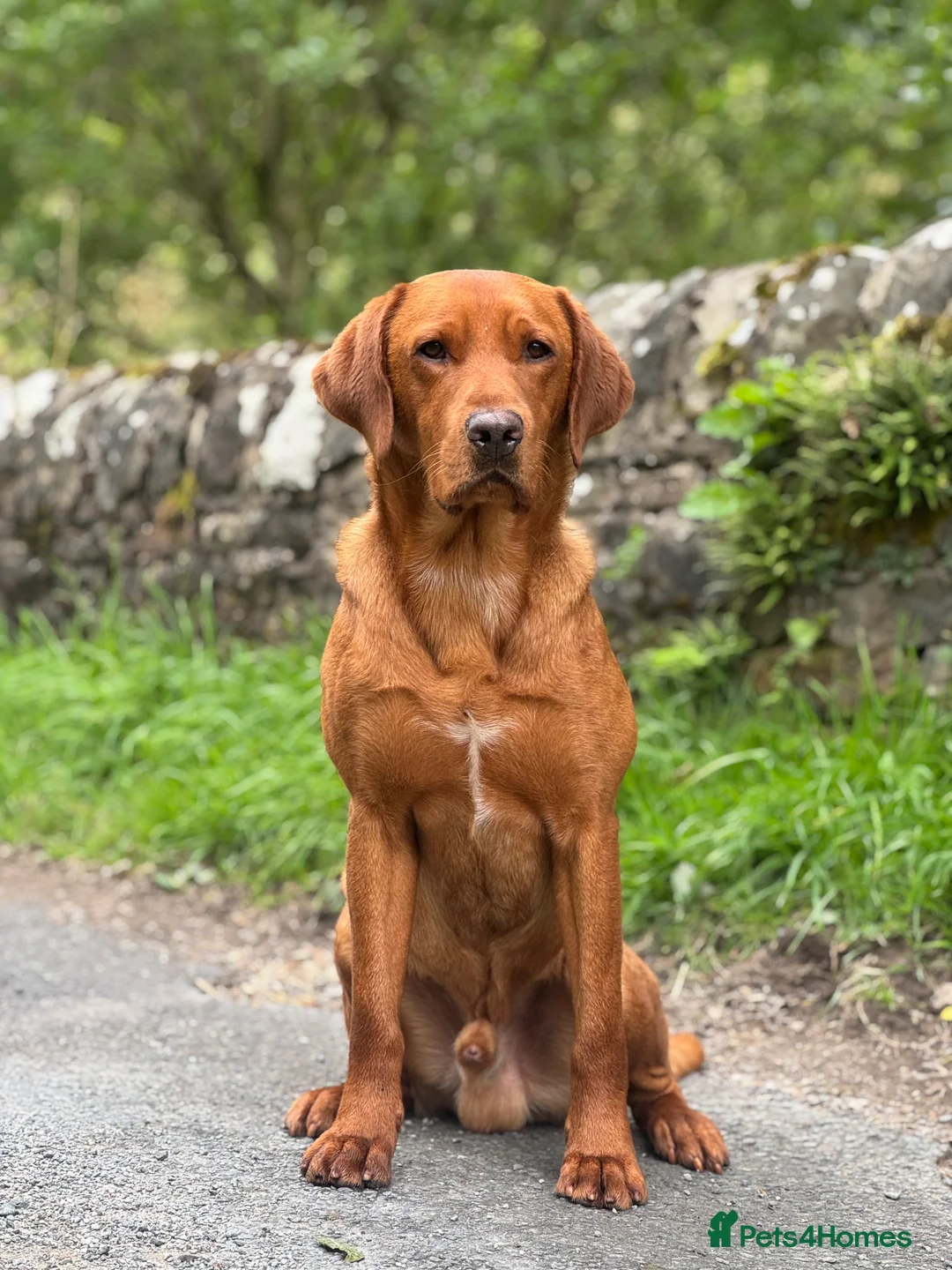 Labrador Retriever dogs for stud: ✨PROVEN FULLY HEALTH TESTED WORKING RED LABRADOR✨ in Hawes - Advert 5