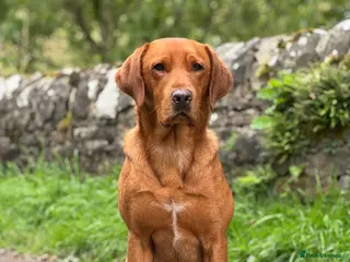 Labrador Retriever dogs ✨PROVEN FULLY HEALTH TESTED WORKING RED LABRADOR✨ - Advert 1
