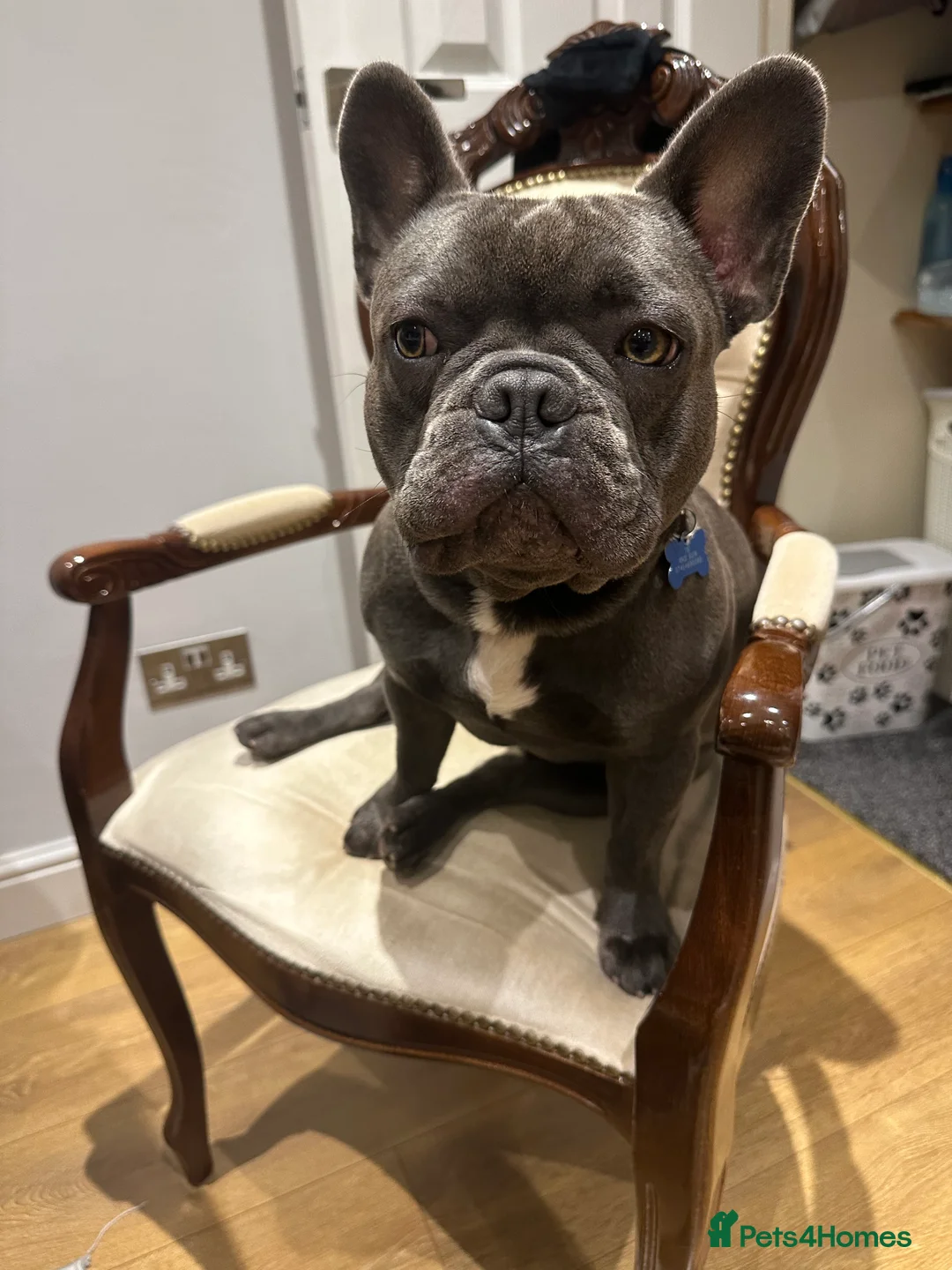 French Bulldog dogs for stud: Blue&Tan French Bulldog ready for stud £500 in Northampton - Advert 9