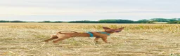 Miniature Pinscher dogs for sale: Blue Miniature Doberman Pinscher Stag Red  - Advert 3