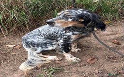 English Setter dogs for adoption: Whisky - Image 13