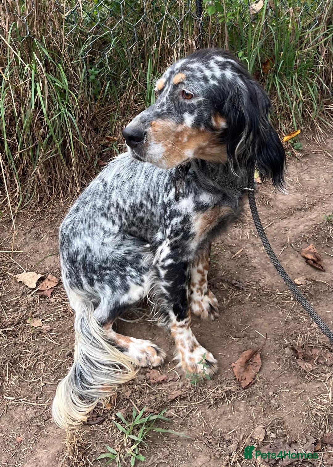 English Setter dogs for adoption: Whisky - Image 13