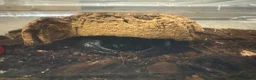 Scorpions invertebrates for sale: Asian forest scorpion in Bracknell - Advert 3
