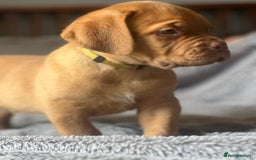 Dogue De Bordeaux dogs for sale: Kc registered Dogue de bordeaux puppies  - Image 30