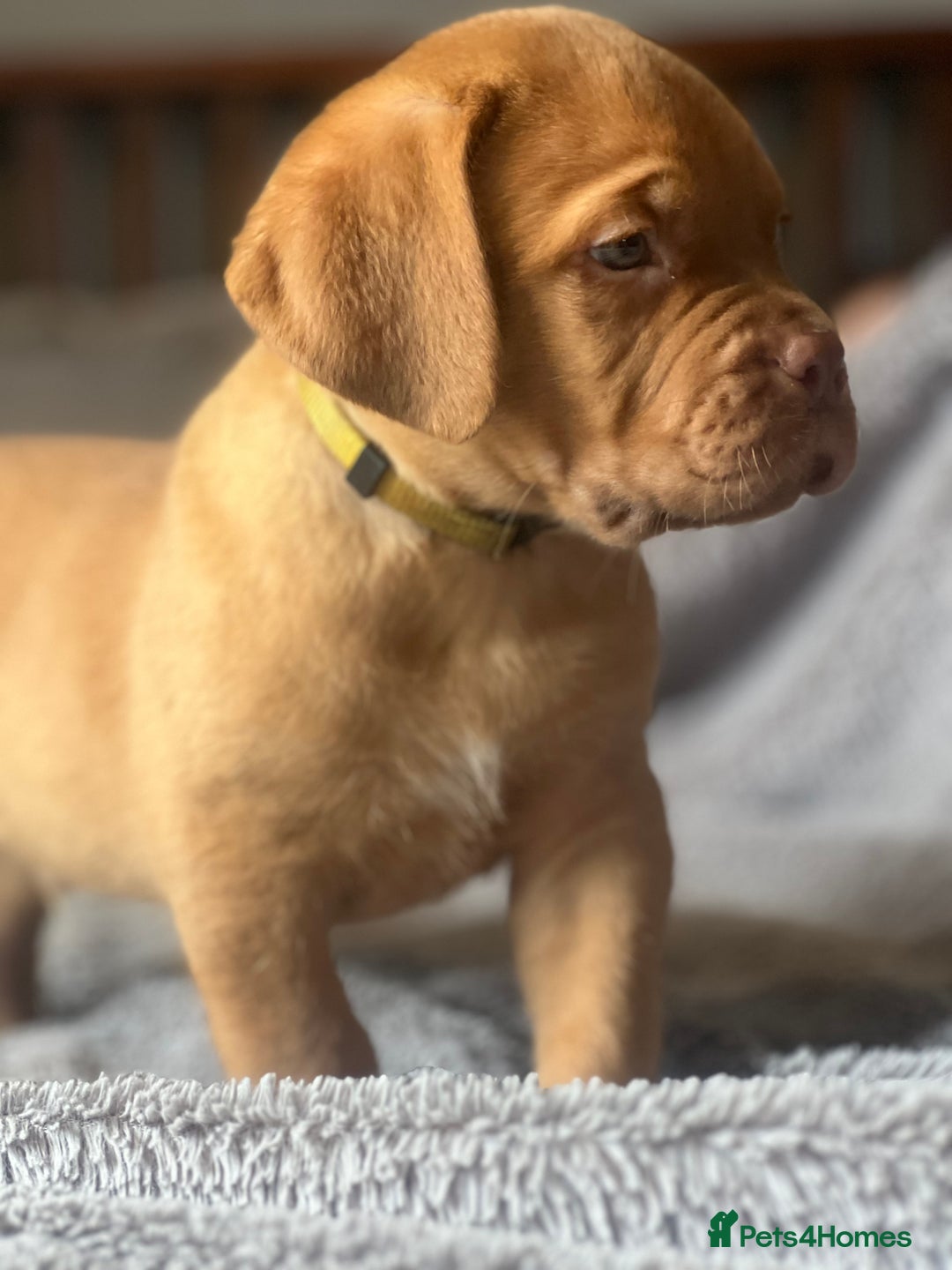 Dogue De Bordeaux dogs for sale: Kc registered Dogue de bordeaux puppies  - Image 30