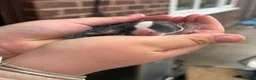 Netherland Dwarf rabbits for sale: 2 baby bunnies 🐰  - Advert 2