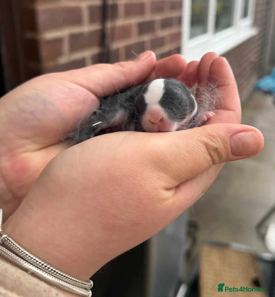 Netherland Dwarf rabbits for sale: 2 baby bunnies 🐰  - Advert 2
