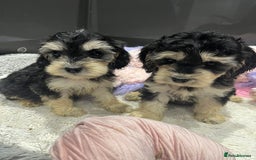 Cockapoo dogs for sale: Beautiful F1 Cockapoo puppies  - Image 25