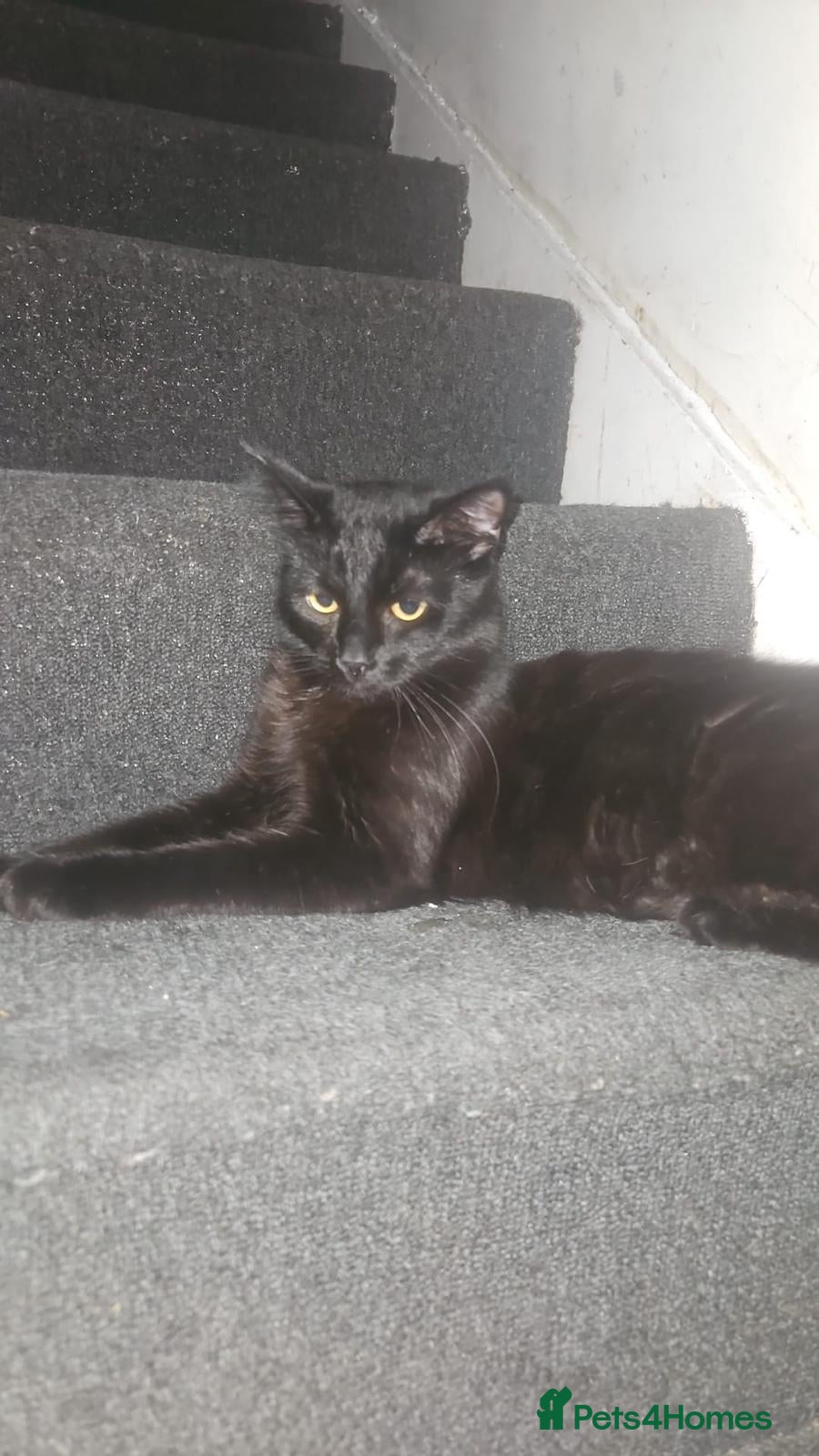 Mixed Breed cats Shadow is looking for a forever home - Advert 1