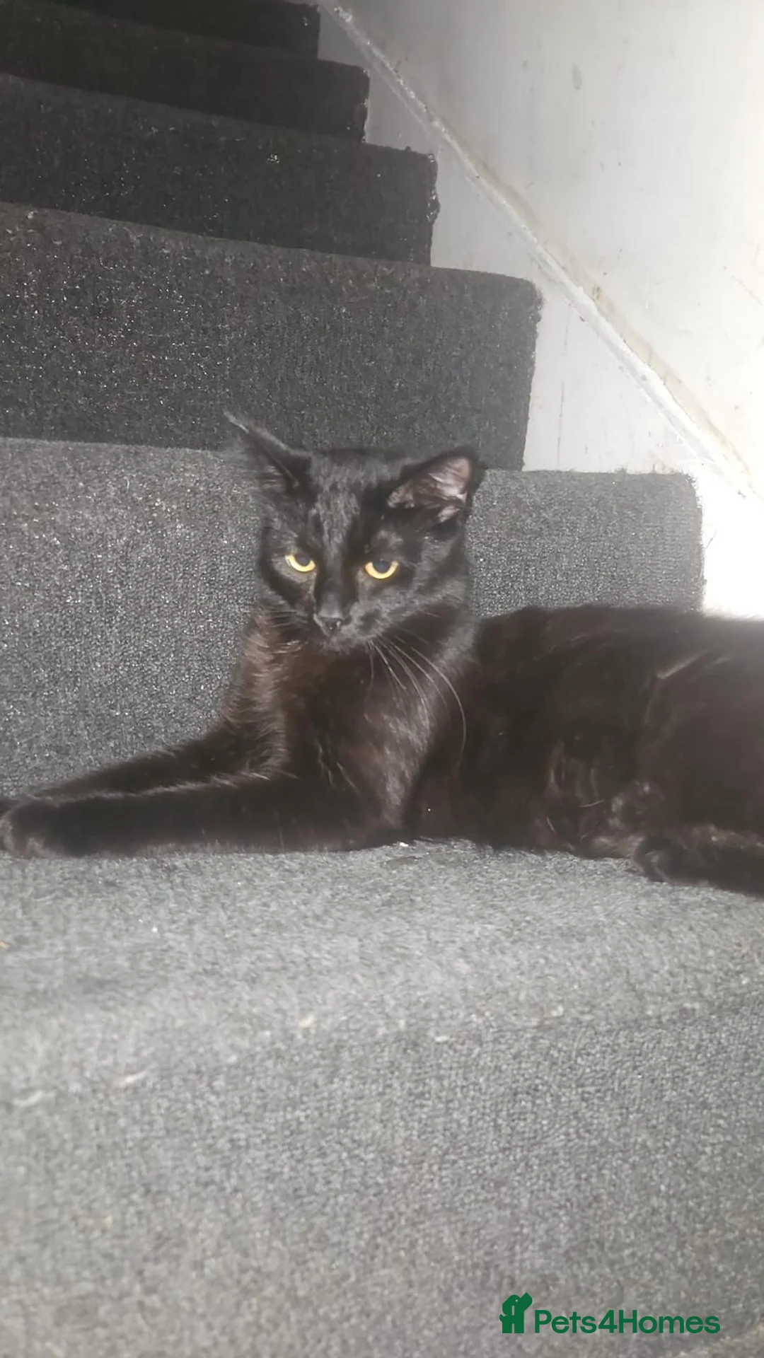 Mixed Breed cats for adoption: Shadow is looking for a forever home - Advert 1