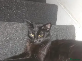 Mixed Breed cats Shadow is looking for a forever home - Advert 1