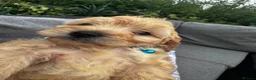 Cockapoo dogs for sale: Stunning Cockapoo puppies  - Advert 9