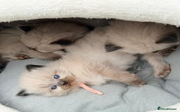 Ragdoll cats for sale: 3 stunning chunky ragdoll girls  - Advert 13