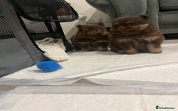 Pomeranian dogs for sale: 4 fluffy cute kc reg Pomeranian puppies  - Advert 2