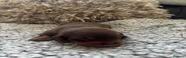 Miniature Dachshund Puppy 2
