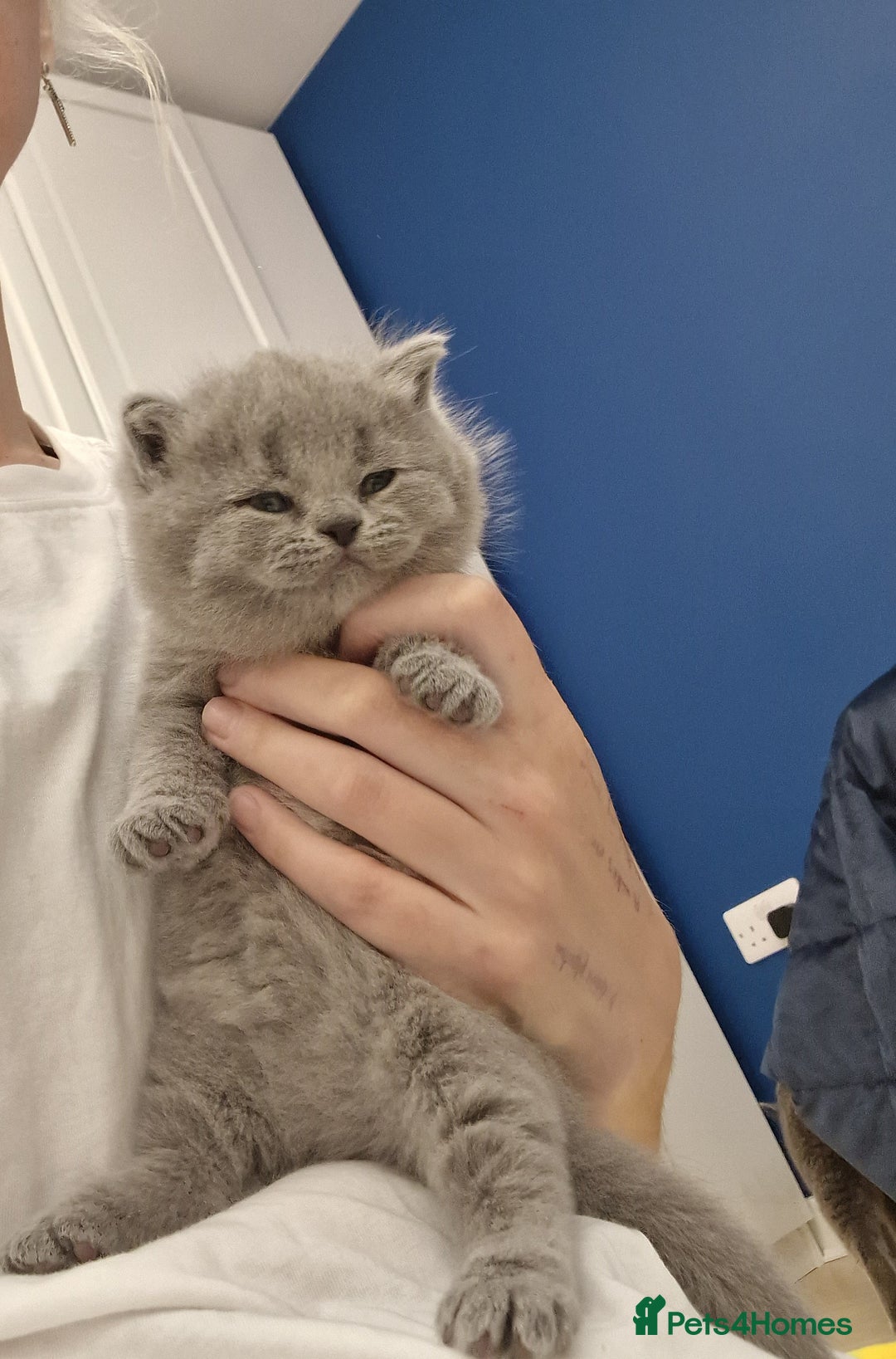 British Shorthair cats for sale: 💙British Shorthair and Long.. Blue kittens ❤️💛💚 - Image 29