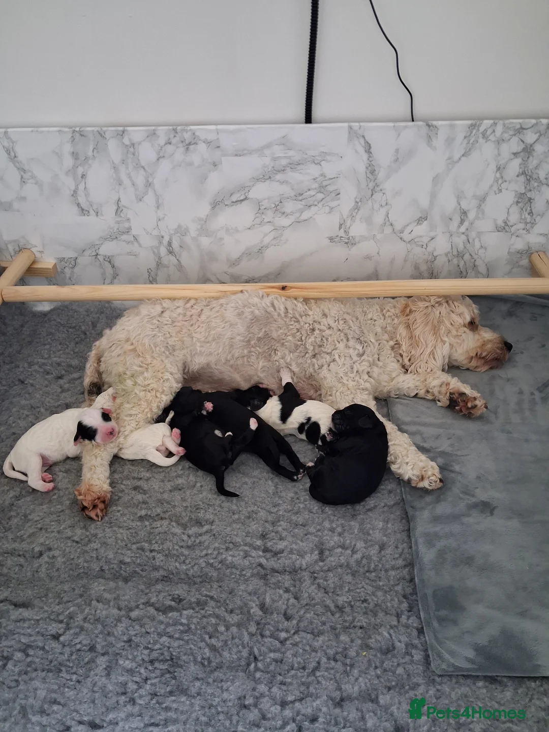 Mixed Breed dogs for sale: Cockapoo x multipoo in Inverness - Advert 2