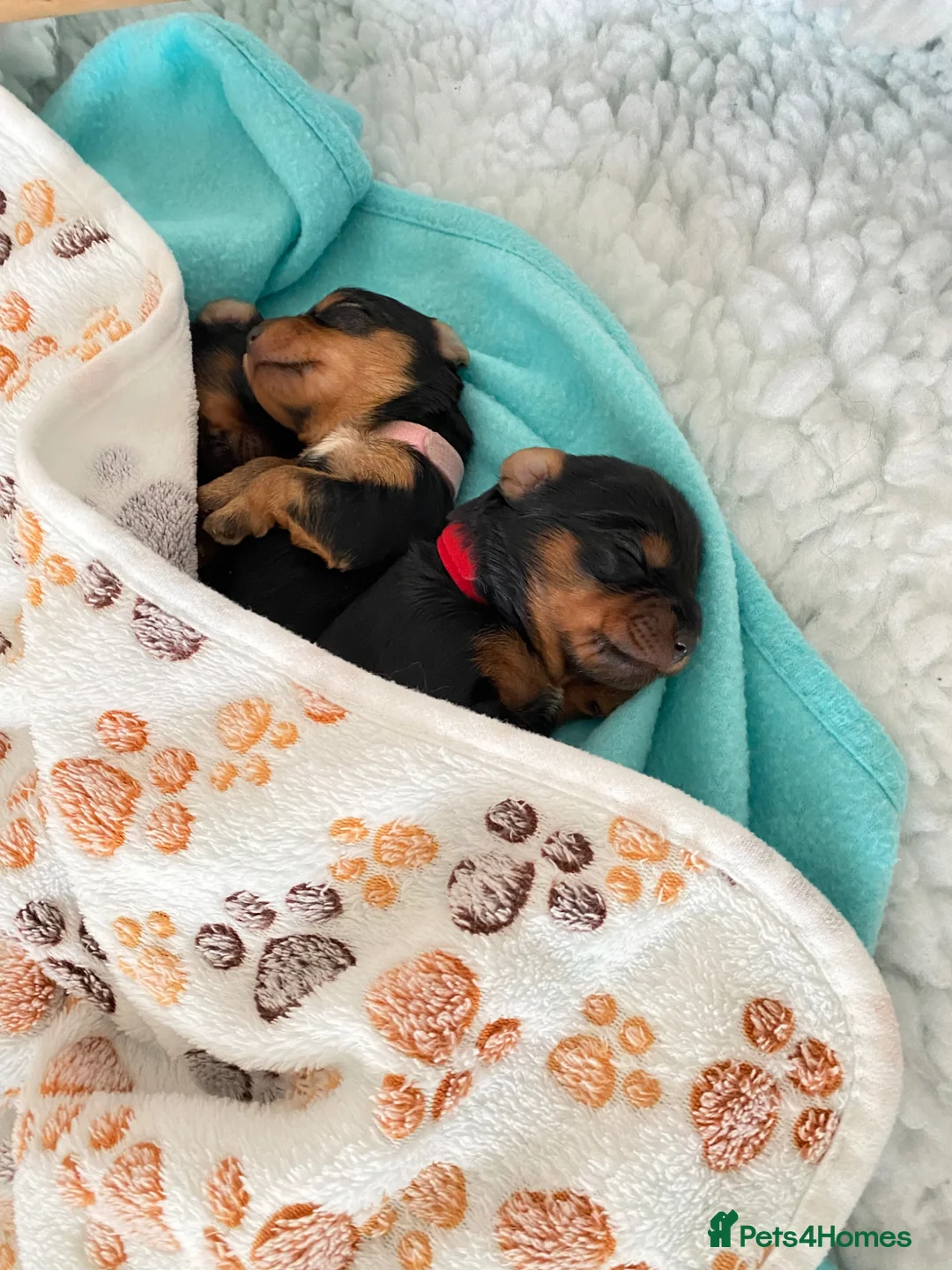 Yorkiepoo dogs for sale:  Yorkipoo pups - Advert 9