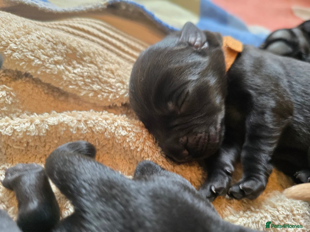 Labrador Retriever dogs for sale: KC Registered 9 Black & 1 Yellow Labrador Puppies - Image 7
