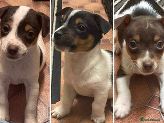 Jack Russell dogs Jack Russell Puppies - Advert 2