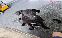 Mixed Breed dogs for sale: Meet bonnie 5month old cano corso X staffy  - Image 3