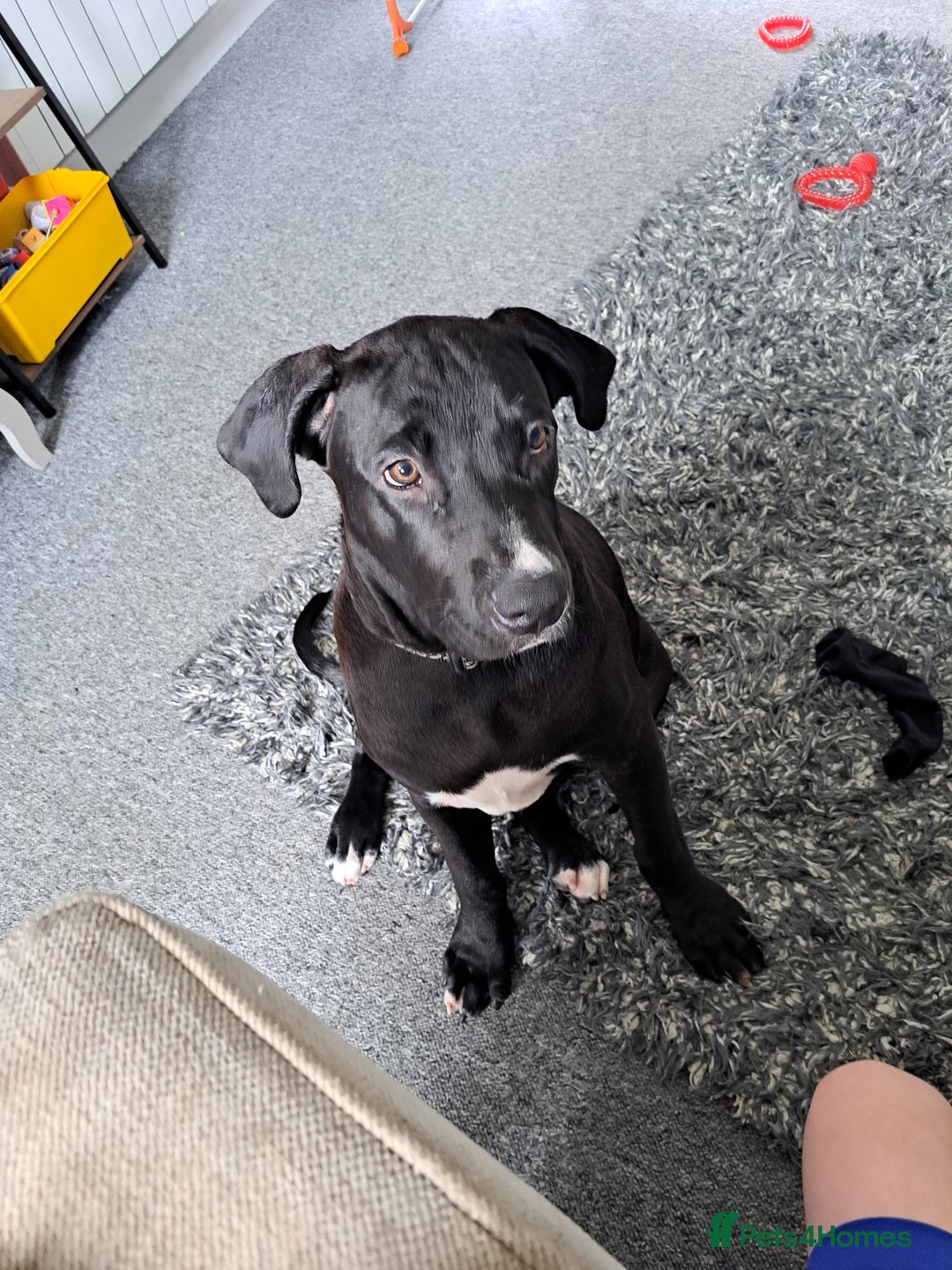Mixed Breed dogs for sale: Meet bonnie 5month old cano corso X staffy  - Image 3
