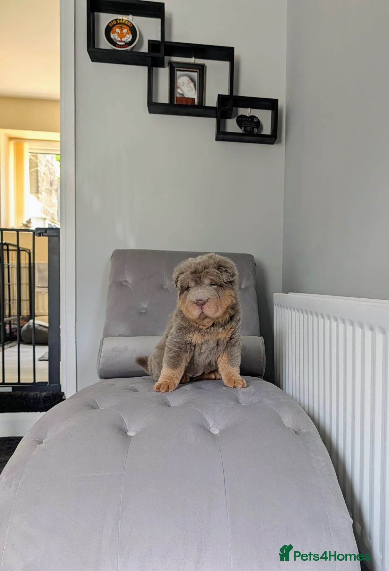 Shar Pei dogs Stunning Rare Shar Pei (Bear Coat) READY NOW - Advert 13