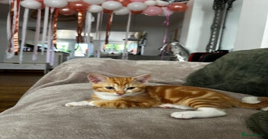 Mixed Breed cats - Advert 13