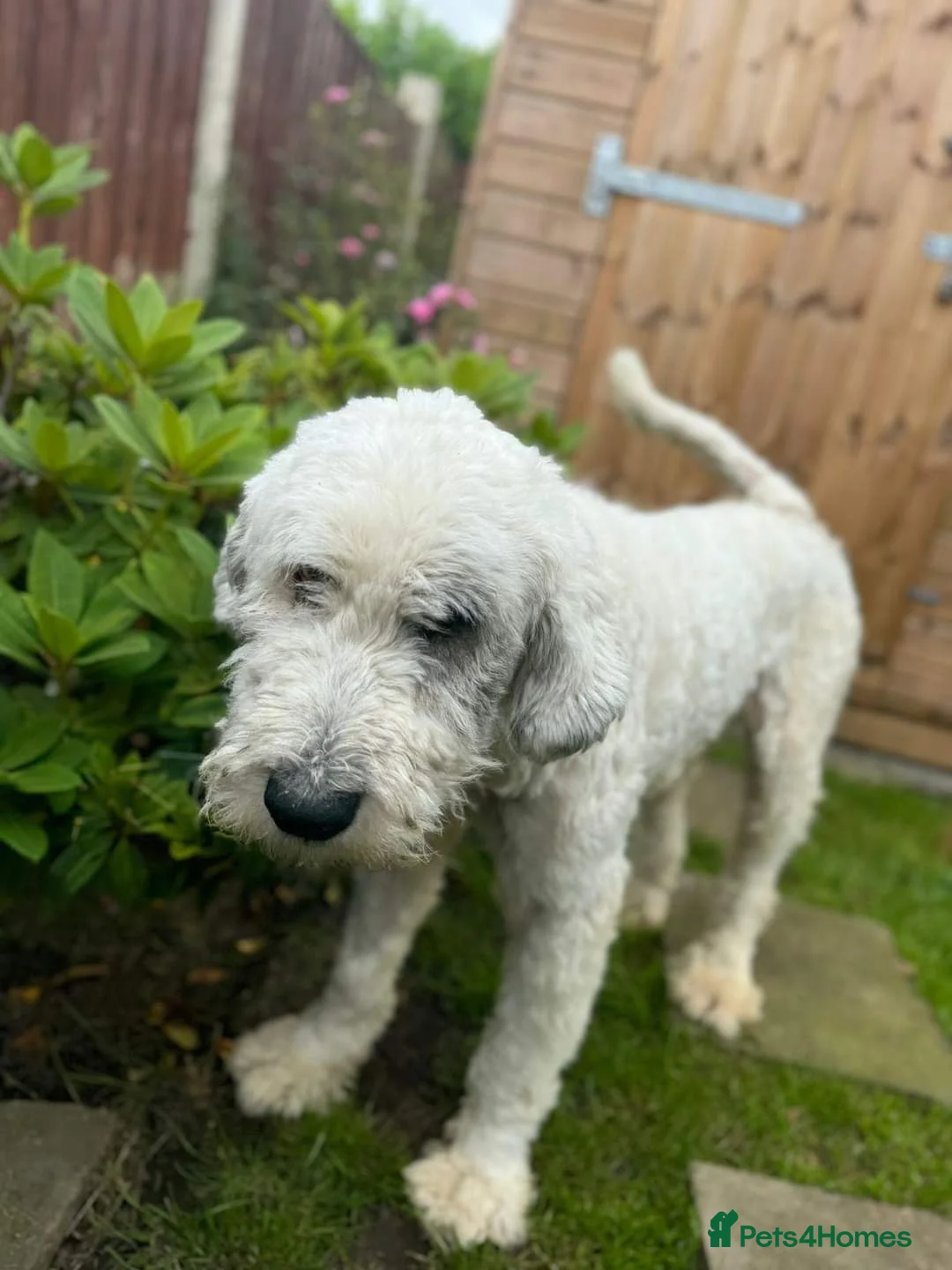 Mixed Breed dogs for adoption: Meet Pixel, currently residing in Lancashire in Blackburn - Advert 8